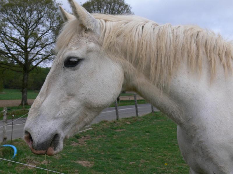 Mont Saint Michel 2010 - 285.jpg